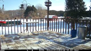 Starlings all over the deck yelling. Gray squirrel slipping down the railing trailcamera 20250127