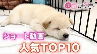 【豆柴犬】かわいい子犬、赤ちゃんの人気動画TOP10！まめしば亭ブログ・vlog