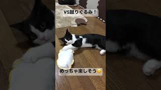 猫とおもちゃ！子猫時代の可愛い思い出！　#shorts #猫 #スコティッシュフォールド