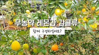 시트러스 농장 ㅣ 레몬농장 ㅣ 귤농장 ㅣ휴 농원