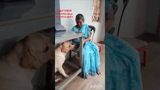 # ചട്ടി കാണാൻ ആളെത്തി  ചട്ടി ലേലത്തിൽ #labrador #pets #ytshorts # Shorts feed # viral Shorts