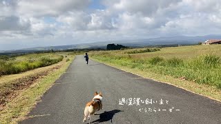 ぐうたらコーギー秋の家族旅行。完結。