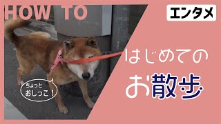 【エンタメHOWTO🤔】はじめてのお散歩