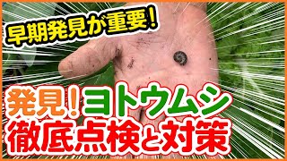 発見！ヨトウムシ！家庭菜園や農園の天敵ヨトウムシを裏技で撃退！秋冬野菜に潜む害虫を早期発見する方法やトラップもご紹介！/ Discover! Spodoptera frugiperda