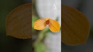 Bulbophyllum Ovalifolium, The Oval-Leafed Bulbophyllum - In China #orchid #anggrek  #anggoranursery