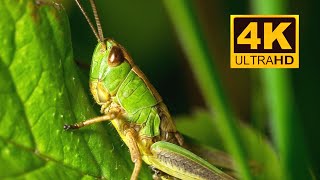 Are Grasshoppers And Locusts The Same?  Grasshopper Vs Locust || Extreme Macro Shots || 4K UHD