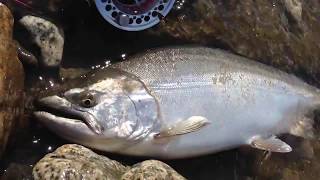 サクラマスはフライで釣れ！ ② ２０１４春 ｂｙ 山田自然塾フライ部 We caught Cherry salmon ！