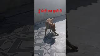 ਤੂੰ ਮੇਰੀ ਜਿੰਦੜੀ ਹੈ ਇਹ ਮੇਰੇ ਬੱਚੇ #funny #shortsviral #punjabi#punjabipost #trendingshorts #shorts