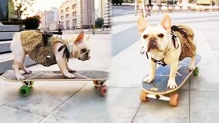 Dog Skateboard Challenge | The funny moment when a dog goes down the stairs on a skateboard!