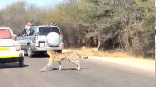 Impala jumps into tourists car escaping Cheetah