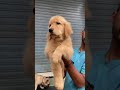 golden retriever pups available 7249822841 trending dogs goldenretriever pune shortvideo dog