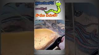 ప్రపంచములోనే అందమైన పాము ఏమిటి?#motivational information MI in Telugu #shor tvideo #motivational