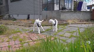 【雨】ぴょんするやぎ