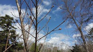 Fertilizing And Spraying Our Fruit Trees 2/8/25