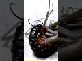 Mantis vs Scolopendra epic battle #shorts