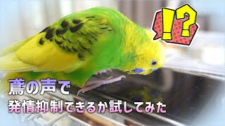 恋多きセキセイインコたまきちに鳶の声を聞かせてみた