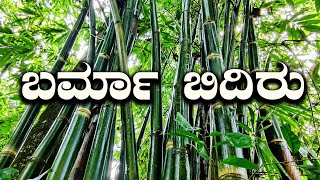 Commercial Plant Multipurpose Special Burma Bamboo Is The Green Gold Of Farmers | Krishi in Kannada