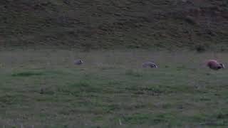 Dassen - eurasian badgers