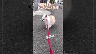 頑固な老犬のお散歩は大変！#shorts