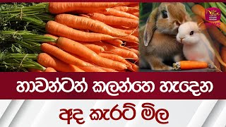 හාවන්ටත් කලන්තෙ හැදෙන අද කැරට් මිල  - Carrot Price| Rupavahini News