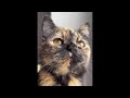 😂 funniest cats and dogs videos 😺🐶 🥰😹 hilarious animal compilation №603