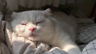 😂 Funniest Cats and Dogs Videos 😺🐶 || 🥰😹 Hilarious Animal Compilation №603