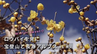 【宝登山でロウバイ】冬の山を彩るロウバイと寒桜♪低山ハイクが楽しい宝登山＆長瀞アルプス