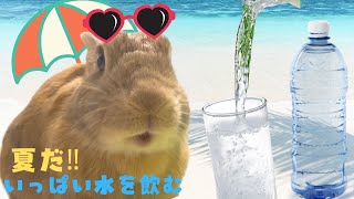 679【夏だぜ！！】猛暑にお水をいっぱい飲むうさぎ　ミニウサギとアメリカンファジーロップ　～Bunnies drinking water ～