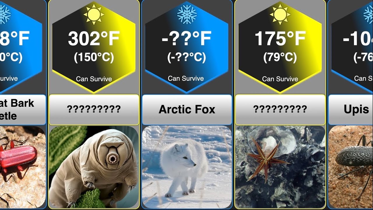 Animals That Can Survive Extreme Temperatures (Hot & Cold) - YouTube