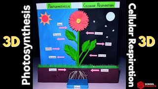 Photosynthesis 3D Model/ Cellular Respiration 3D Model / Photosynthesis & Cellular Respiration Model