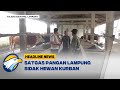 Jelang Idul Adha, Satgas Pangan Lampung Sidak Hewan Kurban