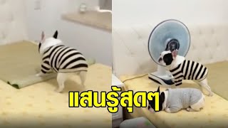 น้องหมาแสนรู้ดูแลตัวเอง ปูที่นอน-เปิดพัดลมเองได้ ไม่ง้อเจ้านาย