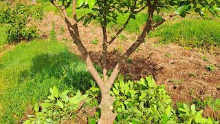 How to Prune Avocado trees and why it is important.
