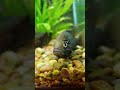 andapa male paratilapia starrynight cichlid polleni andapa tomsaquatics 1 breedingfish