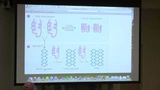 #7 BB 350 Protein 3D Structure III / Protein Purification I - Kevin Ahern's Biochemistry Online