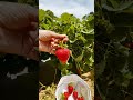 Strawberry picking at a farm in Virginia | #strawberry #farm #virginia #usa