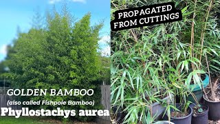 Bamboo Growth: 1 year Phyllostachys aurea  (Fishpole Bamboo/Golden Bamboo)