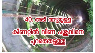 ചട്ടിപ്പറമ്പ് | കിണറ്റിൽ വീണ പശുവിനെ രക്ഷപ്പെടുത്തി |മലപ്പുറം | chattiparamba |chanda|