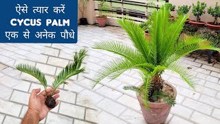 ऐसे त्यार करें Cycus Palm के एक से अनेक पौधे इस मानसून, Sago palm care \u0026 propagation