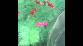 錦鯉產卵草 金魚魚卵孵化毛刷 孵化草 魚卵著床 水產養殖魚巢