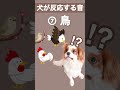 【犬が反応する音】その⑦ 犬が喜ぶ音／犬が首をかしげる音／犬が寄ってくる音 shorts