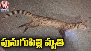 Rarest Animal Viverra (Punugu Pilli) Lost Life At Atluru Mandal | V6 News