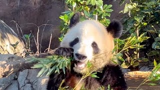 シャオくんの大庭移動はまだ先みたい！🐼　12月10日 ueno zoo panda