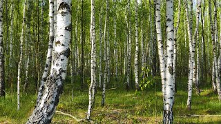 Birds sing sweetly in the spring forest. Sounds of nature for relaxation and sleep