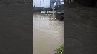 旧吉野川 ブラックバス バス釣り 大雨 増水 #shorts