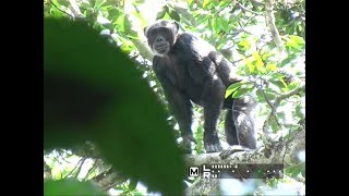 Adult male Bili ape, Gangu Forest