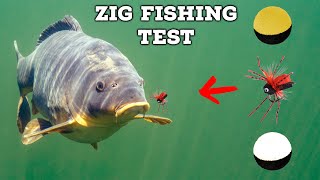 How do carp react to zig rigs? (First takes ever filmed underwater)