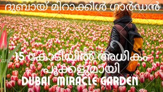 മിറാക്കിൾ ഗാർഡൻ ദുബായ് DUBAI'S MIRACLE GARDEN. മരുഭൂമിയിൽ അവിശ്വസനീയമായ ഒരു പൂന്തോട്ടം.