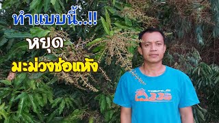 ช่อดอกมะม่วงแห้ง พร้อมวิธีแก้ | DEAW CHANNEL