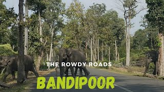 മോർണിംഗ് ഡ്രൈവ് at bandipoor national park